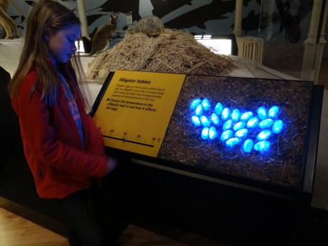 Alligators!  Familiar creatures all the way over here!