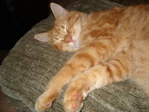 2441_53936768020_6163867_n