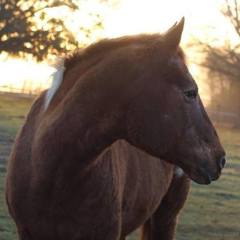 My 21 year old appaloosa mare "Shira"