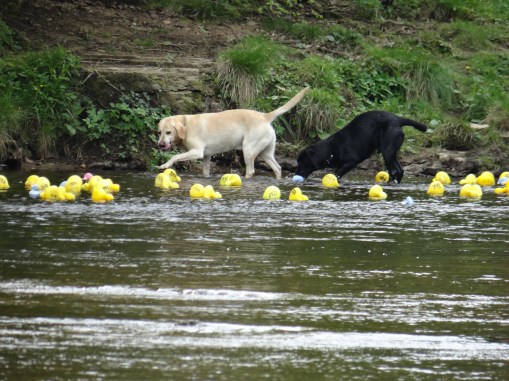 Squeaky toy jackpot!!!!